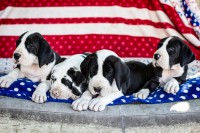 /album/fotogalerie-vrh-g/litter-g-eae-02-jpg/